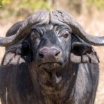Photo: African buffalo