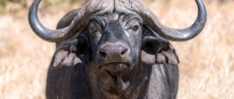 Photo: African buffalo