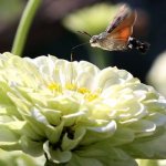 Фото: Бабочка бражник