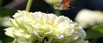 Photo: Hawk Moth Butterfly