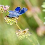Photo: Blue butterfly