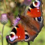 Photo: Peacock butterfly