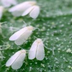 photo of whitefly butterfly
