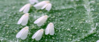photo of whitefly butterfly