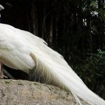 Photo: White peacock