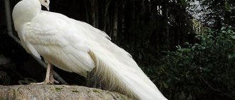 Photo: White peacock