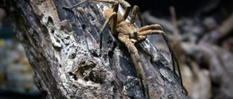 Photo: Brazilian wandering spider