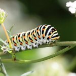 Photo: Caterpillar