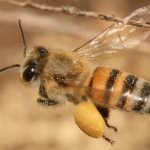 photo and description of bees