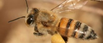 фото и описание пчел