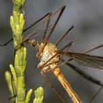 Photo: Long-legged mosquito