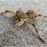 photo of the Crimean tarantula