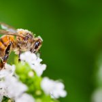 Фото - Летний яд. Что такое аллергия на насекомых