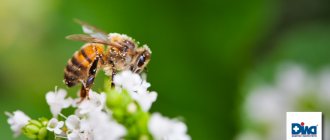Фото - Летний яд. Что такое аллергия на насекомых