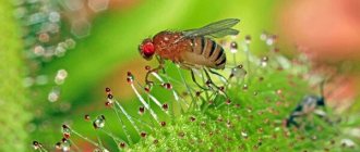 Photo: Drosophila fly
