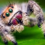 Photo: Jumping spider