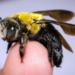 Фото: Пчела плотник