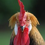 Photo: Rooster