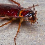 Photo: Red cockroach