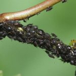Photo of aphids on a tree
