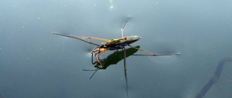 Photo: Water strider