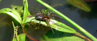 Photo: Water spider