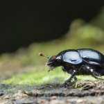 Photo: Dung beetle