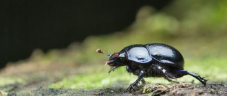 Photo: Dung beetle