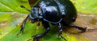 Photo: Scarab beetle