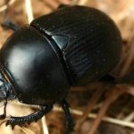 photo of dung beetle
