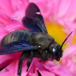 Фотография пчелы-плотника