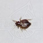Photo of a bedbug
