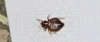 Photo of a bedbug