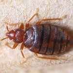 Fufanon nova for bedbugs