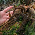Giant tarantula