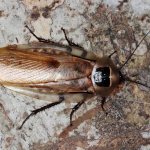 Giant cockroach (Blaberus giganteus), photo photography insects