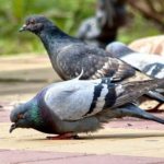 Pigeons are one of the most common bird species in the city.