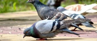 Голуби – один из самых распространенных видов птицы в городе