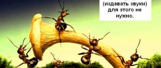 Гриб и муравьи