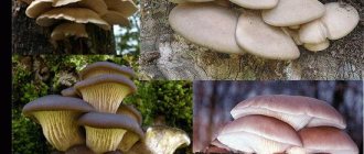 Parasitic mushrooms on trees