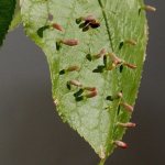 Pear gall mite on pear: control measures in spring, summer, preparations