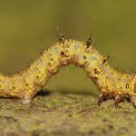 Caterpillar surveyor