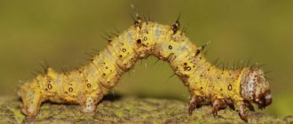Caterpillar surveyor