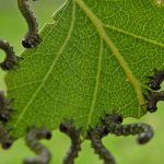 Caterpillars on gooseberries have eaten leaves, how to fight - the best methods and remedies