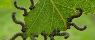 Caterpillars on gooseberries have eaten leaves, how to fight - the best methods and remedies