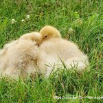 Goslings on the grass photo.