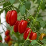 Characteristics of tomatoes of the Nastena-slastena variety