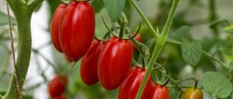 Характеристика томатов сорта Настена-сластена