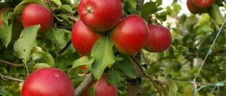 Characteristics of the Pepin saffron apple variety