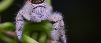 Hyllus giganteus is the largest jumping spider (almost 2.5 centimeters long)